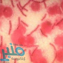 وائل جسار يستعد لطرح أغنية جديدة بمناسبة “عيد الأم”