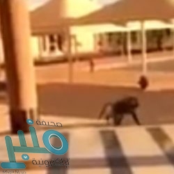 بالفيديو: مشهد غريب داخل مقهى بالكويت وثقته كاميرا المحل.. شاب يطلب كوب “قهوة”..شاهد ماذا حدث!