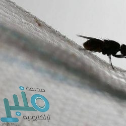 مبابي يغازل زيدان.. فهل بدأت خطوات انتقاله إلى ريال مدريد؟