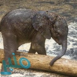 ريال مدريد يسحق سرقسطة ويبلغ ربع نهائي كأس ملك إسبانيا