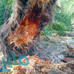 الجهات الأمنية ت‏ضبط مصنع خمور في منطقة عسير