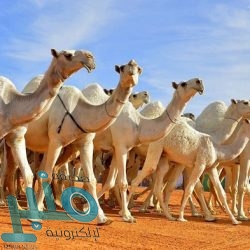 مبادرة بنجران تدخل الفرح إلى قلوب مرضى السرطان