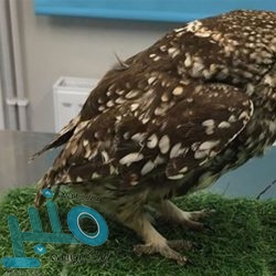 كورونا الجديد يهدد العالم.. هل معقمات اليد تقتل الفيروس؟