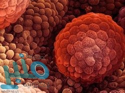 ”فيسبوك“ يتراجع عن خططه المثيرة لعرض الإعلانات داخل ”واتس آب“