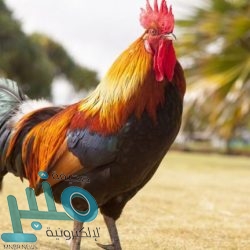 وظائف شاغرة توفرها شركة بنده للتجزئة في 9 مدن بالمملكة