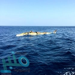 خادم الحرمين يعقد جلسة مباحثات رسمية مع رئيس الوزراء الكويتي