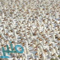 هاتف جديد مصنوع من الكربون.. صلابة وخفة وزن