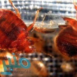 نابولي يستعد لبرشلونة.. بفوز ثمين على بريشيا