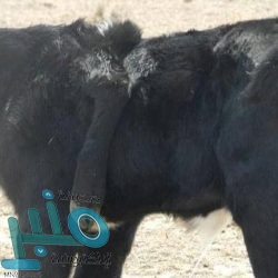 ”صنع في أوروبا“.. ”هواوي“ تعِد الاتحاد الأوروبي بجيل خامس للاتصالات