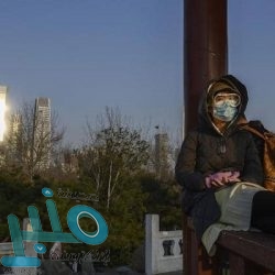 الرجوع من حافة الانقراض.. تفاصيل نجاة الذئب الرمادى المكسيكى من الموت