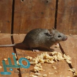 شرطة حائل: إيقاف مواطنة ظهرت في مقطع متداول تحرض على مخالفة منع التجول