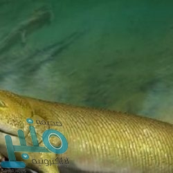 من فصيلة دمك اعرف أفضل الأطعمة لإنقاص الوزن