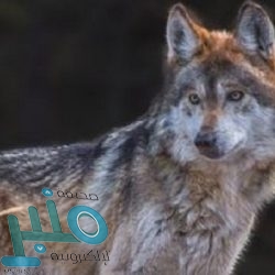 مصدر مسؤول بوزارة الداخلية : إيضاح للاستثناءات المتعلقة بمنع التجول