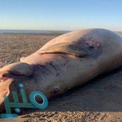 إعلان نتائج القبول المبدئي لطالبي الالتحاق بحرس الحدود