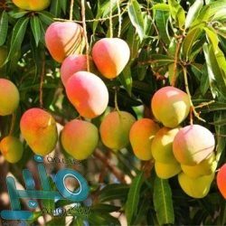 بقرار من أمير الباحة .. “الشمراني” رئيساً لمركز باللسود وآل سويدي