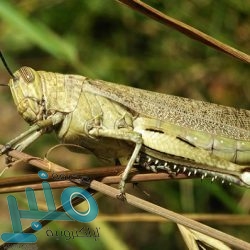 مصائب مورينيو لا تنتهي.. لاعب جديد ينضم لقائمة مصابي توتنهام