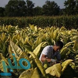 فان دايك يكشف استراتيجية ليفربول داخل الحجر الصحي