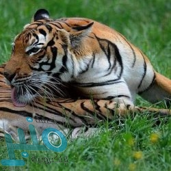 برشلونة يبلغ راكيتيتش بالرحيل