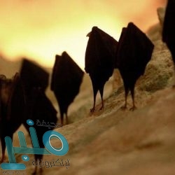 الخدمات الطبية للقوات المسلحة توفر 60 وظيفة في مجال التمريض