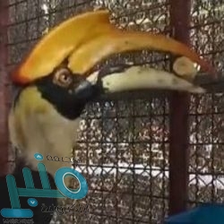 الأرصاد: أمطار رعدية ورياح نشطة مثيرة للأتربة على معظم المناطق