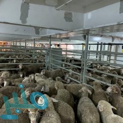 أمير مكة يوجه بالبدء عاجلاً في تطوير غاري حراء وثور