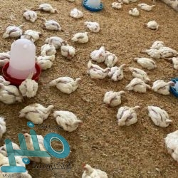 الأرصاد: أمطار رعدية مصحوبة برياح نشطة على معظم مناطق المملكة