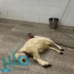 “هدف”: يُمكن للقطاع الخاص الاستفادة من “دعم التوظيف” مع 8 برامج دعم أخرى