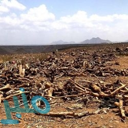 بعد تجربة أزارو.. الاتفاق يراقب لاعباً ثانياً من الأهلي المصري