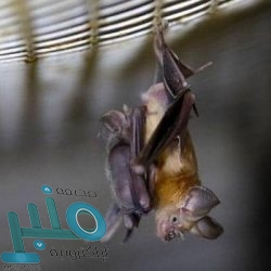 «الصحة»: تجنبوا هذه الممارسات الخاطئة في العيد