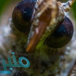 الأمير خالد الفيصل يعزي أسرة الشهيد القرني