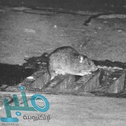 استخدام زيت الزيتون بدلا من الزيوت العادية قد يقلل الإصابة بهذه الأمراض