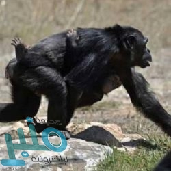 إقامة صلاة عيد الفطر في المسجد الحرام والمسجد النبوي وفقاً للضوابط الصحية اللازمة