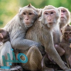 منافسة قوية بين ليفربول ولايبزيغ الألماني على ضم مهاجم فيردر بريمن (فيديو)