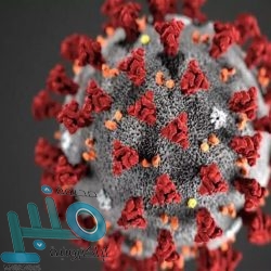 القصيم.. القبض على صاحب حساب نشر تغريدات مسيئة للتعليم والصحة وللمرأة