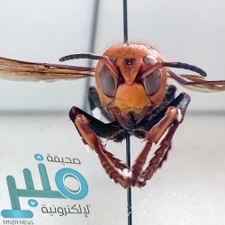 برنامج العمل عن بعد يوفر وظائف نسائية (عن بُعد) بعدة شركات