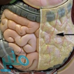 معهد ووهان يقر بـ”بحوث الخفافيش”.. ويتهم ترامب بـ”الفبركة”