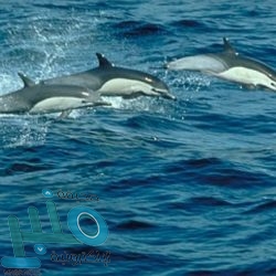 دفن أمه المعاقة حية والشرطة تنقذها بعد 3 أيام