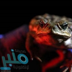 مواد غذائية “احذر” تناولها قبل النوم