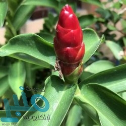 “سامسونغ” تتخلى عن الشاشة المنحنية في “غالاكسي نوت 20”