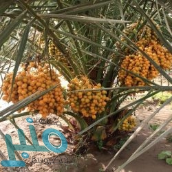 هل تذكرون “الهياط الأصفر”.. “الروقي” يلمح بسخرية من نادي النصر !