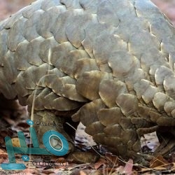 جامعة أم القرى: لم نتأخر في تسليم الخريجين وثائق التخرج