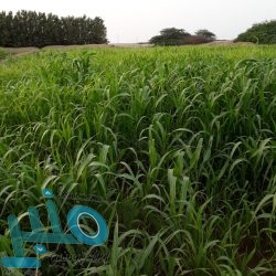 بعد إلغائه.. رابطة الدوري الإماراتي تعلن عدم تتويج بطل وإلغاء الهبوط