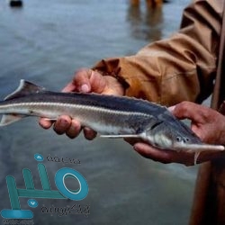 منظمة الصحة العالمية تعلنها: لا لقاح قبل 2021