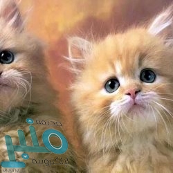 الكشف عن هاتف شاومي الذكي Redmi K30 Ultra بكاميرا قابلة للسحب