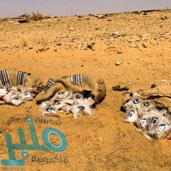 الجمارك: تأجيل تحصيل الرسوم الجمركية (30) يومًا تبدأ من تاريخ عملية الفسح