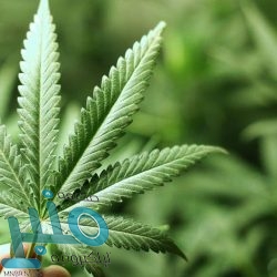 موتورولا تطلق هاتفها الذكي الأرخص Motorola G5G Plus