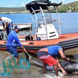 إل جي تطلق هاتفها الذكي الجديد K31