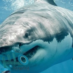 أسرار صحية تكشفها الأمعاء