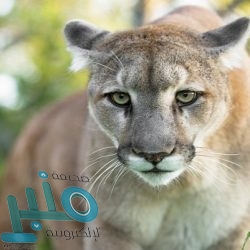 لصحة الغدة الكظرية.. عليك بتناول الحبوب الكاملة والعرقسوس