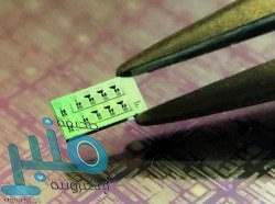 أطعمة أساسية تساعد على نمو أسرع للعضلات.. تعرف عليها‎